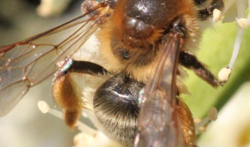 Réf. 339 208 : Andrena tibialis